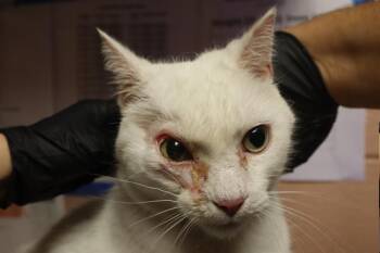CANDLE -  Domestic Short Hair Cat for Adoption in Columbia, South Carolina - CANDLE | PetCurious