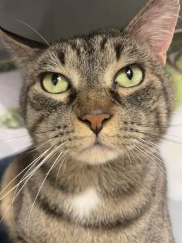 Domestic Short Hair Cats Available for Adoption - Zeus | PetCurious