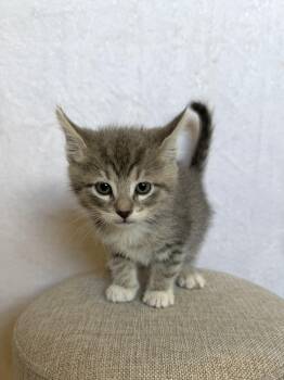 Domestic Medium Hair Cats Available for Adoption - Alfred | PetCurious
