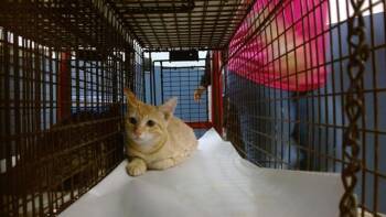 LEYLA -  Domestic Short Hair Cat for Adoption in Doral, Florida - LEYLA | PetCurious