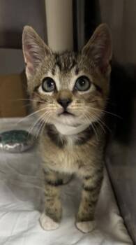 92964A Azrael-PetSmart Mt. Pleasant -  Domestic Short Hair Cat for Adoption in North Charleston, South Carolina - 92964A Azrael-PetSmart Mt. Pleasant | PetCurious