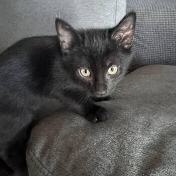 Wednesday -  Domestic Short Hair Cat for Adoption in San Tan Valley, Arizona - Wednesday | PetCurious