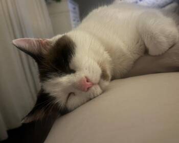 Rescue Domestic Short Hair and Siamese Cats for Adoption in Lemont, Illinois - Amelia | PetCurious