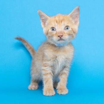YETI -  Domestic Short Hair Cat for Adoption in Franklin, Tennessee - YETI | PetCurious