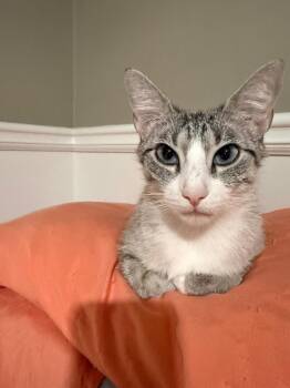 Siamese and Tabby Cats Available for Adoption in Sandy Springs, Georgia - Bijou | PetCurious