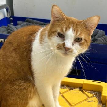 Domestic Short Hair Cats Available for Adoption - Milo Baby | PetCurious