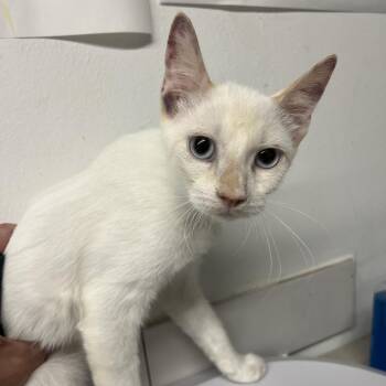 Melodious -  Domestic Short Hair Cat for Adoption in St. Louis, Missouri - Melodious | PetCurious