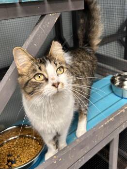 Pippy -  Tabby Cat for Adoption in Grand Rapids, Michigan - Pippy | PetCurious