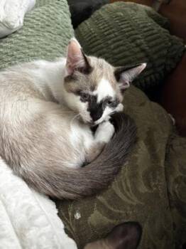Kip (collier bleu) -  Domestic Short Hair Cat for Adoption in Montreal, Quebec - Kip (collier Bleu) | PetCurious