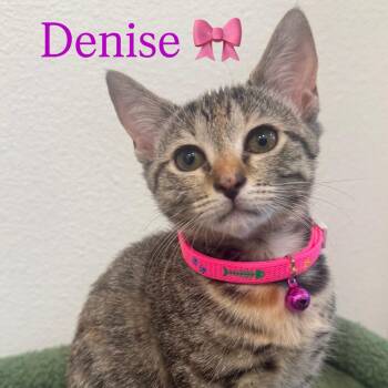 Denise -  Domestic Short Hair Cat for Adoption in Tampa, Florida - Denise | PetCurious