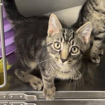 Domestic Short Hair and Tabby Cats Available for Adoption in Montville, New Jersey - Cucumber Salad | PetCurious