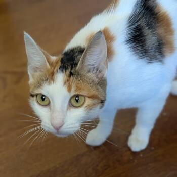 Summer -  Domestic Short Hair Cat for Adoption in Sunnyvale, California - Summer | PetCurious