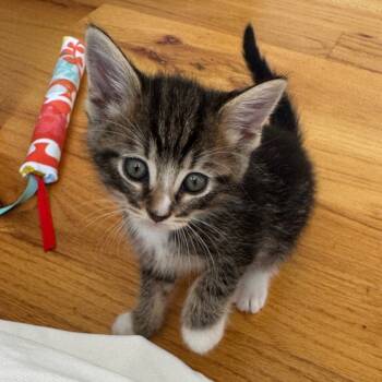 Rescue Domestic Short Hair Cats for Adoption in Chattanooga, Tennessee - Capri Sun | PetCurious