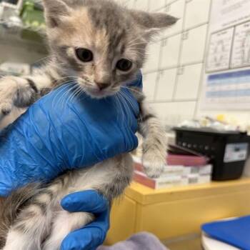 Domestic Short Hair Cats Available for Adoption in Alameda, California - RIVER | PetCurious