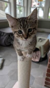 Alistair -  Domestic Short Hair Cat for Adoption in Hudson, New Hampshire - Alistair | PetCurious