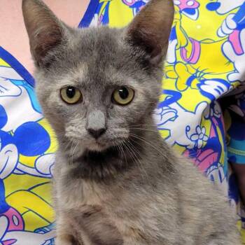 Gia -  Dilute Calico Cat for Adoption in Mazon, Illinois - Gia | PetCurious