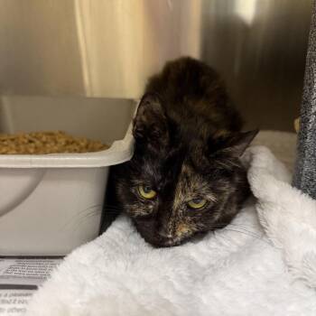 Domestic Short Hair Cats Available for Adoption - Jazzercise (6) | PetCurious