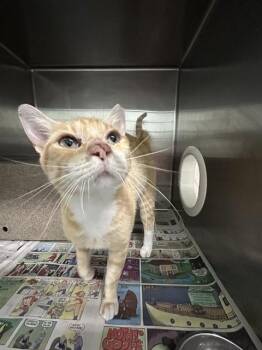 Domestic Short Hair Cats Available for Adoption in Corpus Christi, Texas - RUDOLPH | PetCurious