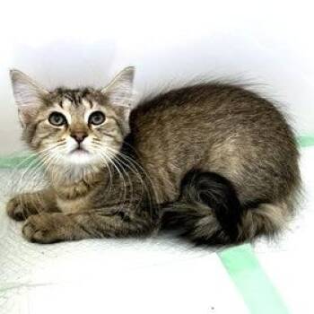 Lucy -  Domestic Short Hair Cat for Adoption - Lucy | PetCurious