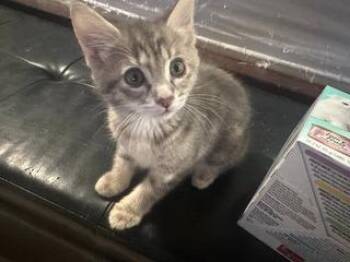 Graycie -  Domestic Short Hair Cat for Adoption in Millcreek, Utah - Graycie | PetCurious