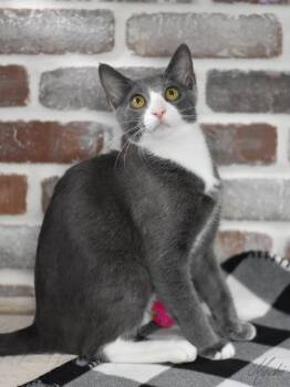 Domestic Short Hair Cats Available for Adoption - Mochi (Sweet And Savory Duo - Bonded With Brother Miso And They  | PetCurious