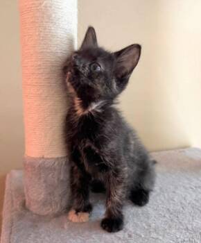 Thumper -  Tortoiseshell Cat Available for Adoption in Knoxville, Tennessee - Thumper | PetCurious