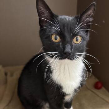 Domestic Short Hair Cats Available for Adoption - Kiara | PetCurious