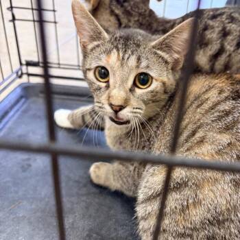 Domestic Short Hair Cats Available for Adoption - Peanut | PetCurious