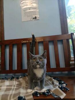 Rescue Domestic Short Hair Cats for Adoption in Lafayette, Indiana - Socks | PetCurious