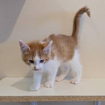 CIDER -  Domestic Short Hair Cat for Adoption in La Crescent, Minnesota - CIDER | PetCurious