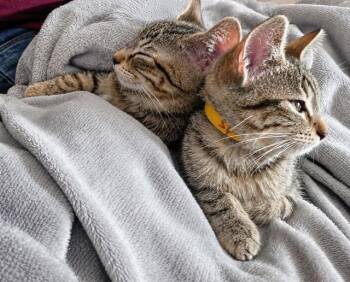 Spike -  Domestic Short Hair Cat for Adoption in Groveland, Massachusetts - Spike | PetCurious