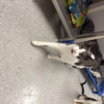 Rescue Domestic Short Hair Cats for Adoption in Lansing, Michigan - Oakley | PetCurious