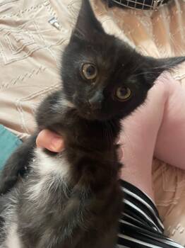 Rescue Domestic Short Hair Cats for Adoption in Johnson City, Tennessee - Bean | PetCurious