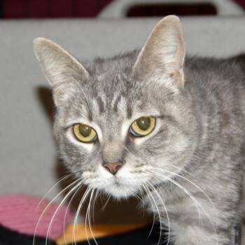 Mrs. Kitty -  Domestic Short Hair Cat for Adoption in Los Angeles, California - Mrs. Kitty | PetCurious