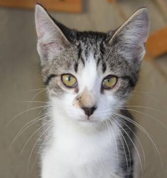 Rescue Domestic Short Hair Cats for Adoption in Huron, South Dakota - Biscotti | PetCurious