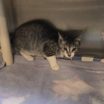 Renee -  Domestic Short Hair Cat for Adoption in Orange, Virginia - Renee | PetCurious