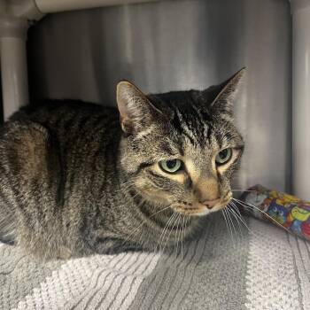 Rescue Domestic Short Hair Cats for Adoption in Fort Wayne, Indiana - Sushi | PetCurious