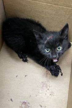 GREASE MONKEY -  Domestic Short Hair Cat for Adoption in San Jose, California - GREASE MONKEY | PetCurious