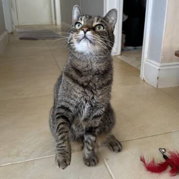 Domestic Short Hair Cats Available for Adoption - Todd | PetCurious