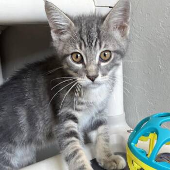 Freedom -  Domestic Short Hair Cat for Adoption in Ponca City, Oklahoma - Freedom | PetCurious