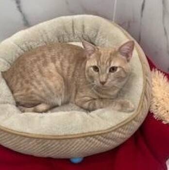 Domestic Short Hair Cats Available for Adoption - Chessie | PetCurious