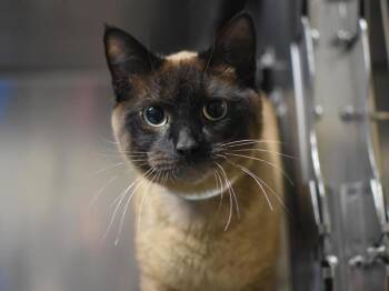Hummus -  Siamese Cat for Adoption in Portland, Oregon - Hummus | PetCurious