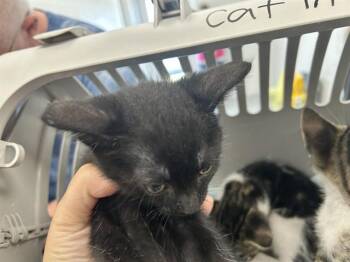 A383545 -  Domestic Short Hair Cat for Adoption in Ocala, Florida - A383545 | PetCurious