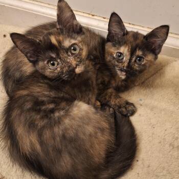 Strawberry -  Domestic Short Hair Cat for Adoption in Knoxville, Tennessee - Strawberry | PetCurious