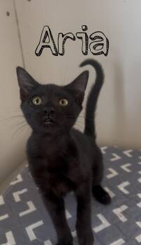 Aria -  Siamese Cat for Adoption in Tyler, Texas - Aria | PetCurious