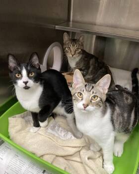 Brooke -  Domestic Short Hair Cat for Adoption in Novato, California - Brooke | PetCurious