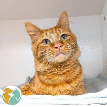 Bruce -  Domestic Medium Hair Cat for Adoption in Toledo, Ohio - Bruce | PetCurious