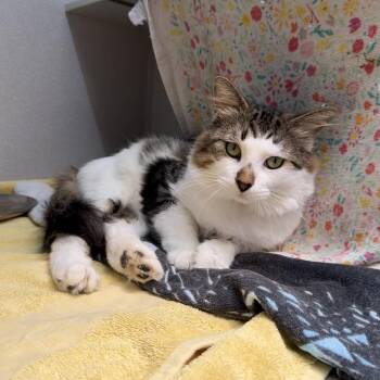 Fiyero -  Domestic Medium Hair Cat for Adoption in Pittsburgh, Pennsylvania - Fiyero | PetCurious