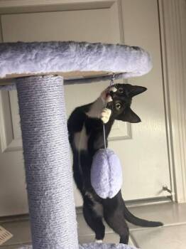 Magpie -  Domestic Short Hair Cat for Adoption in St. Cloud, Florida - Magpie | PetCurious