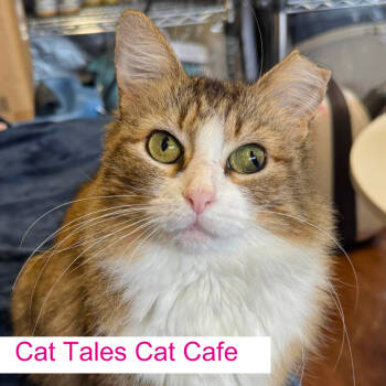 Rescue Domestic Medium Hair Cats for Adoption in Chapel Hill, North Carolina - Stella | PetCurious